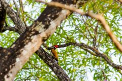 Common_flameback_male-scaled