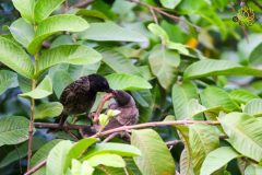 Red_vented_bulbul_with_its_chick_feeding-scaled